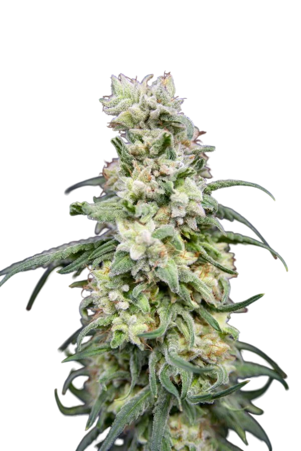 Rainbow Barb – Produktansicht