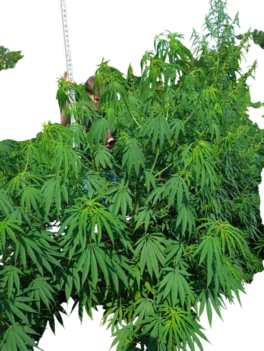 Rasoli