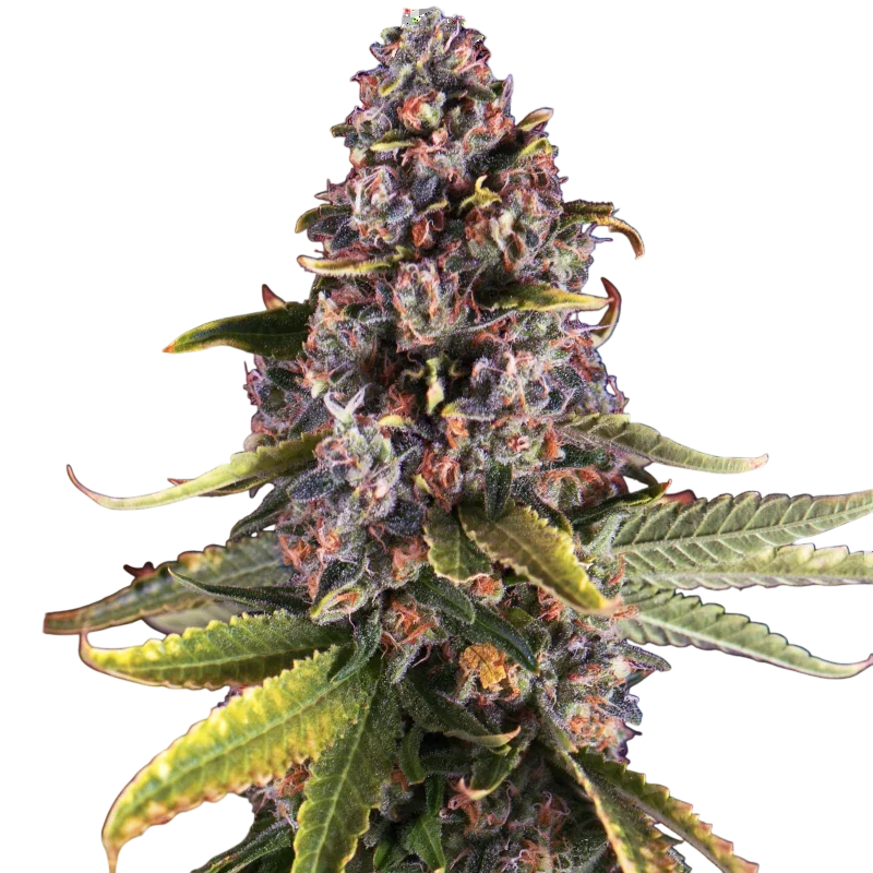 Raspberry Cough – Produktansicht