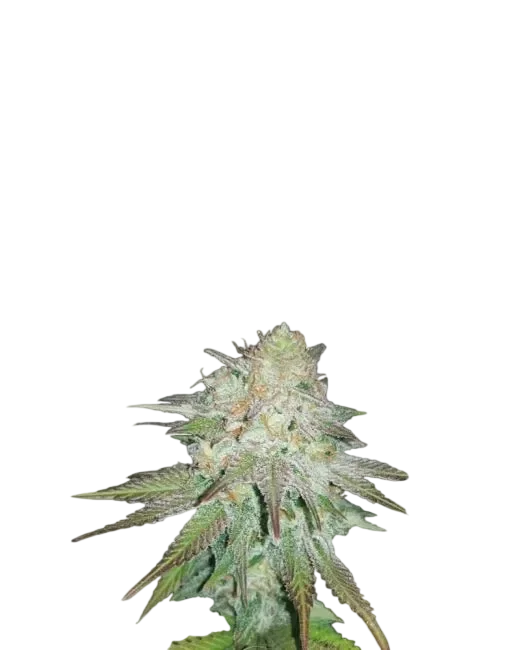 Raspberry Cough Auto – Produktansicht
