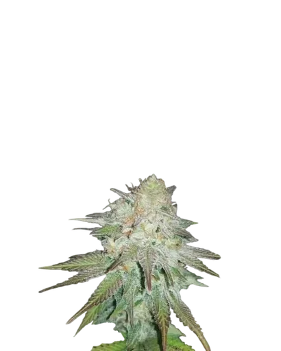 Raspberry Cough Auto