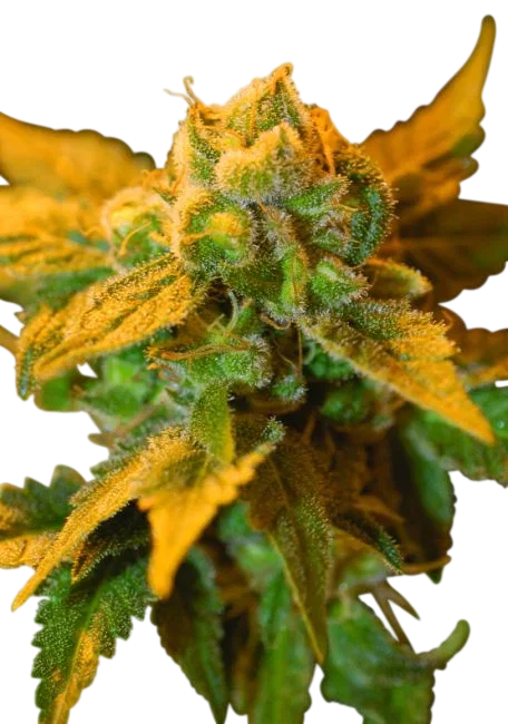 Raspberry Cough – Produktansicht