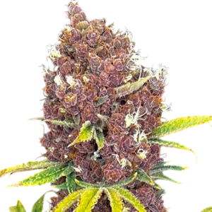 Raspberry Ripple