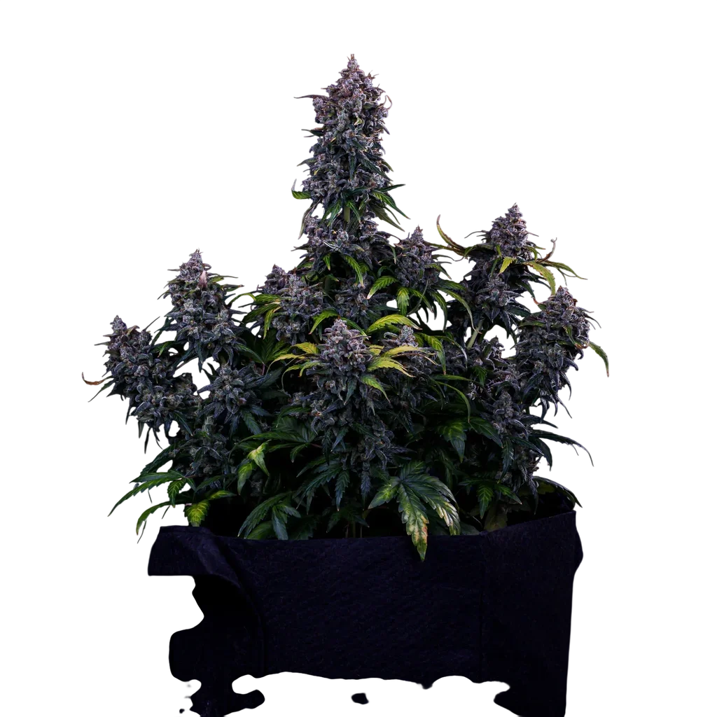 Ravenberry Auto | AUTOFEM | Mephisto Genetics