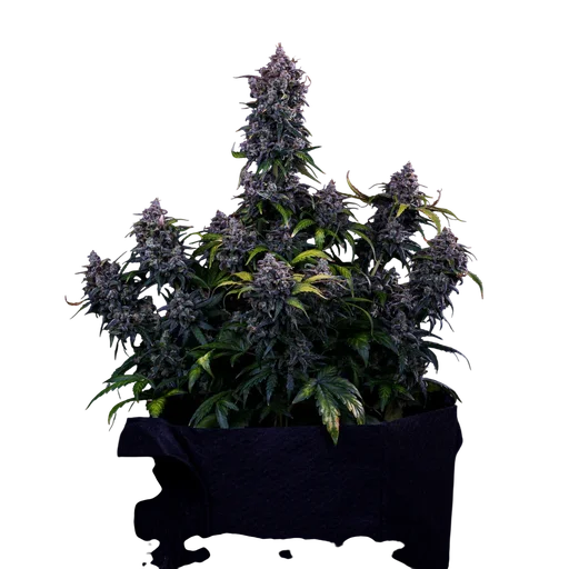 Ravenberry Auto