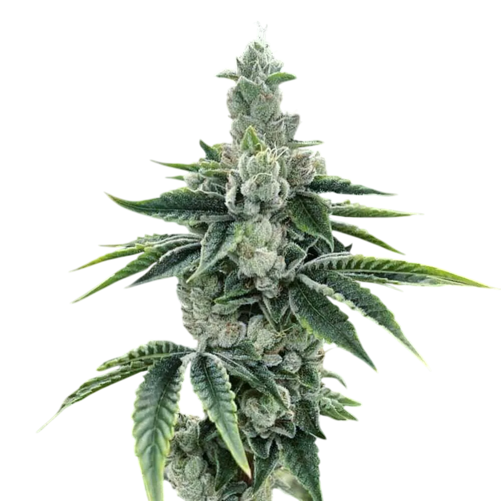 Recon 2.0 | PHOTOFEM | DNA Genetics