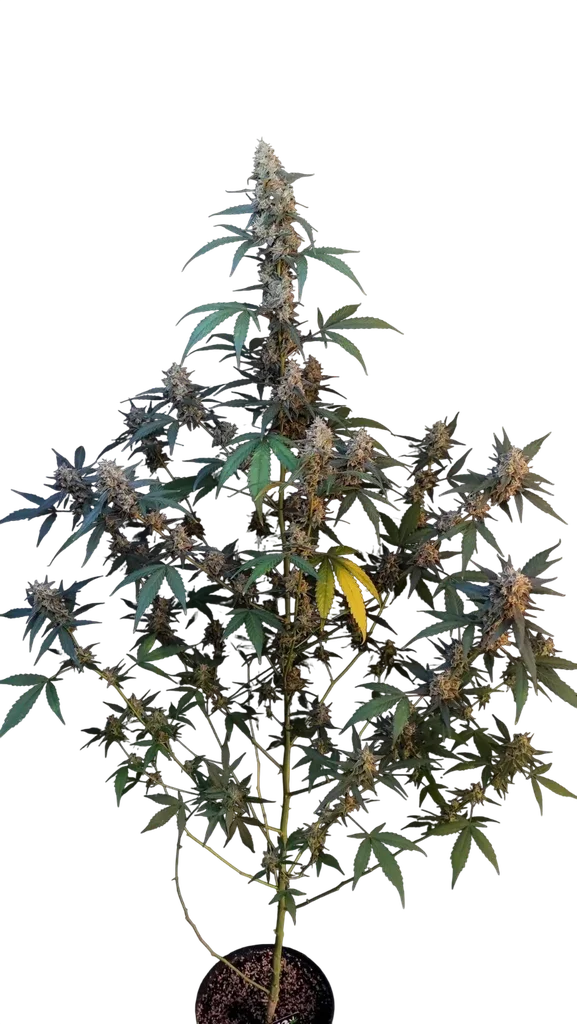 Original BubbleGum Auto – Produktansicht