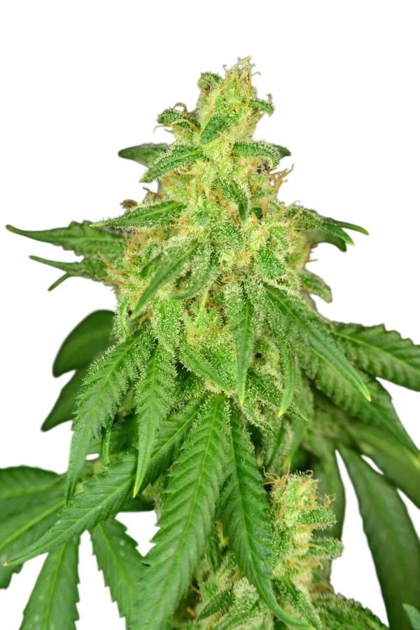 Rene CBD – Produktansicht