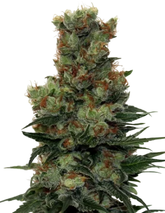 Ripper Badazz | PHOTOREG | Ripper Seeds