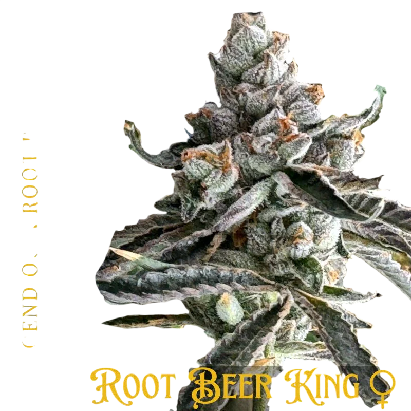 Root Beer King – Produktansicht