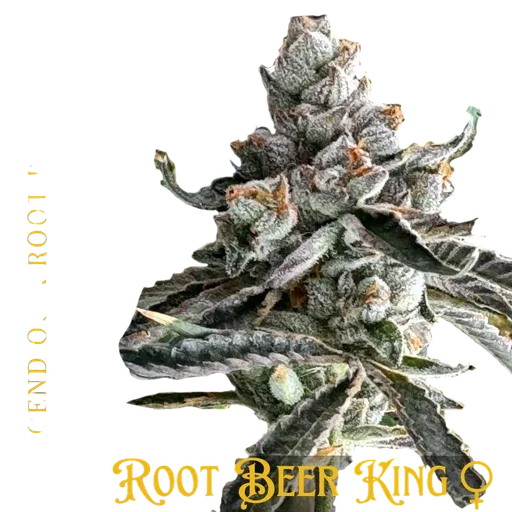 Root Beer King