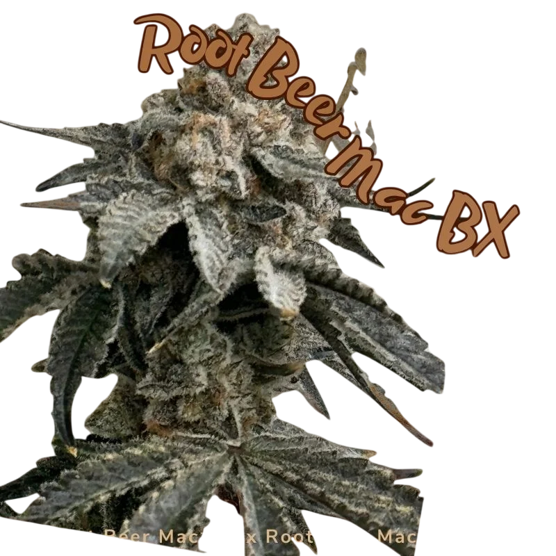 Root Beer Mac BX – Produktansicht