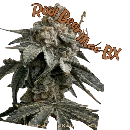 Root Beer Mac BX