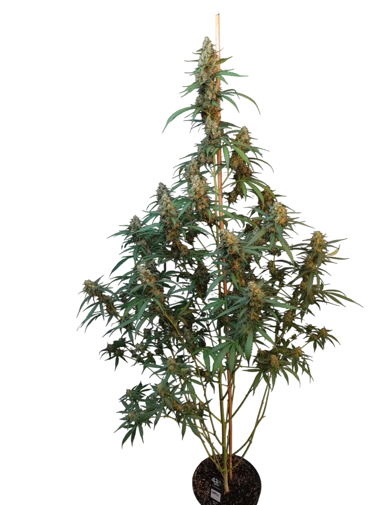 Original Cheese Auto – Produktansicht