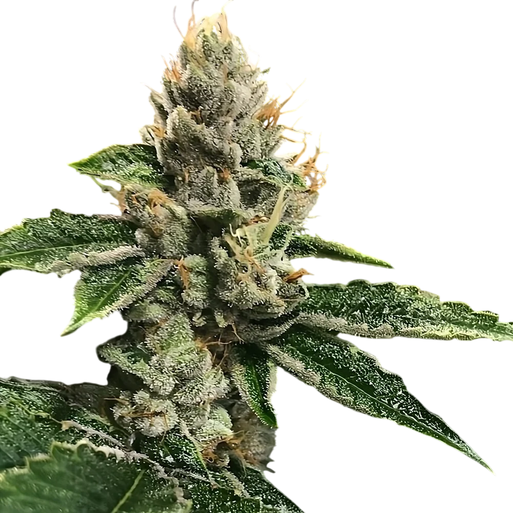 RP43 S1 (aka Richard Petty) | PHOTOFEM | DNA Genetics