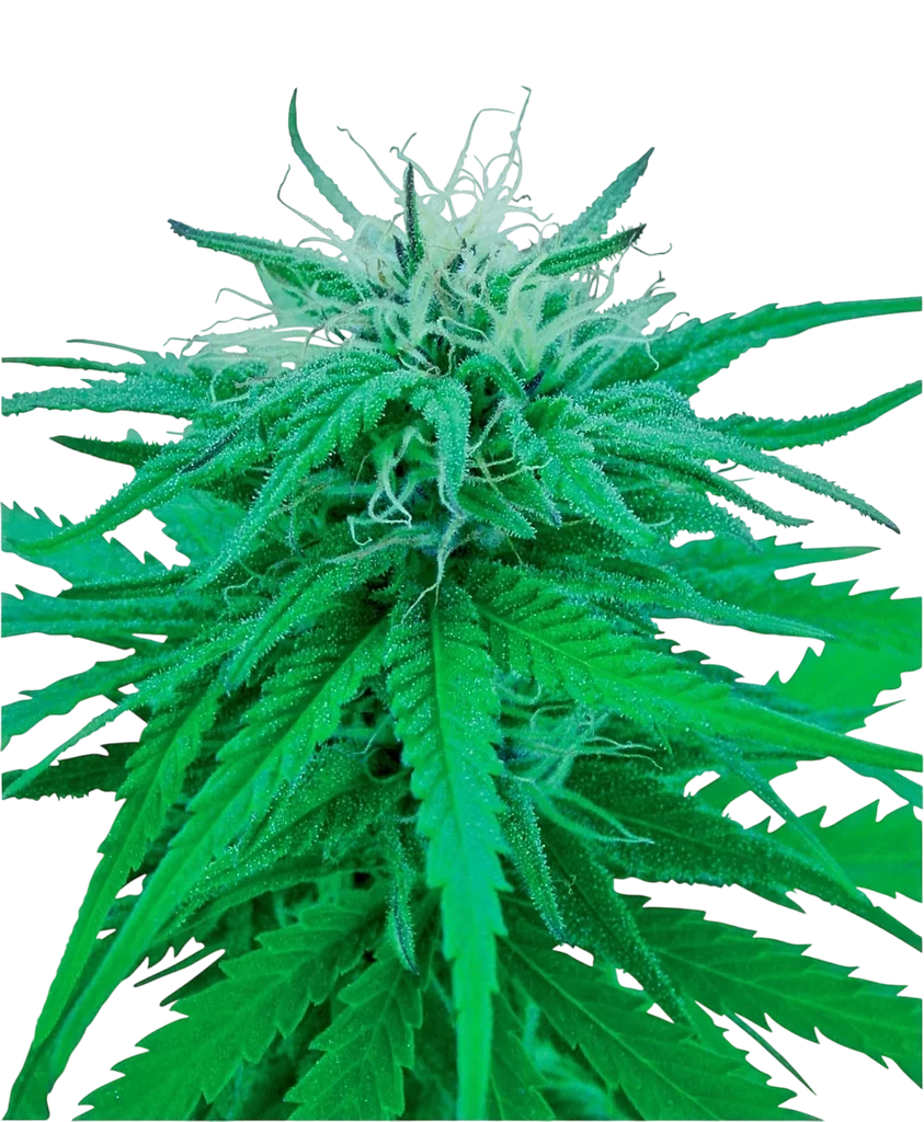 Ruderalis Indica – Produktansicht
