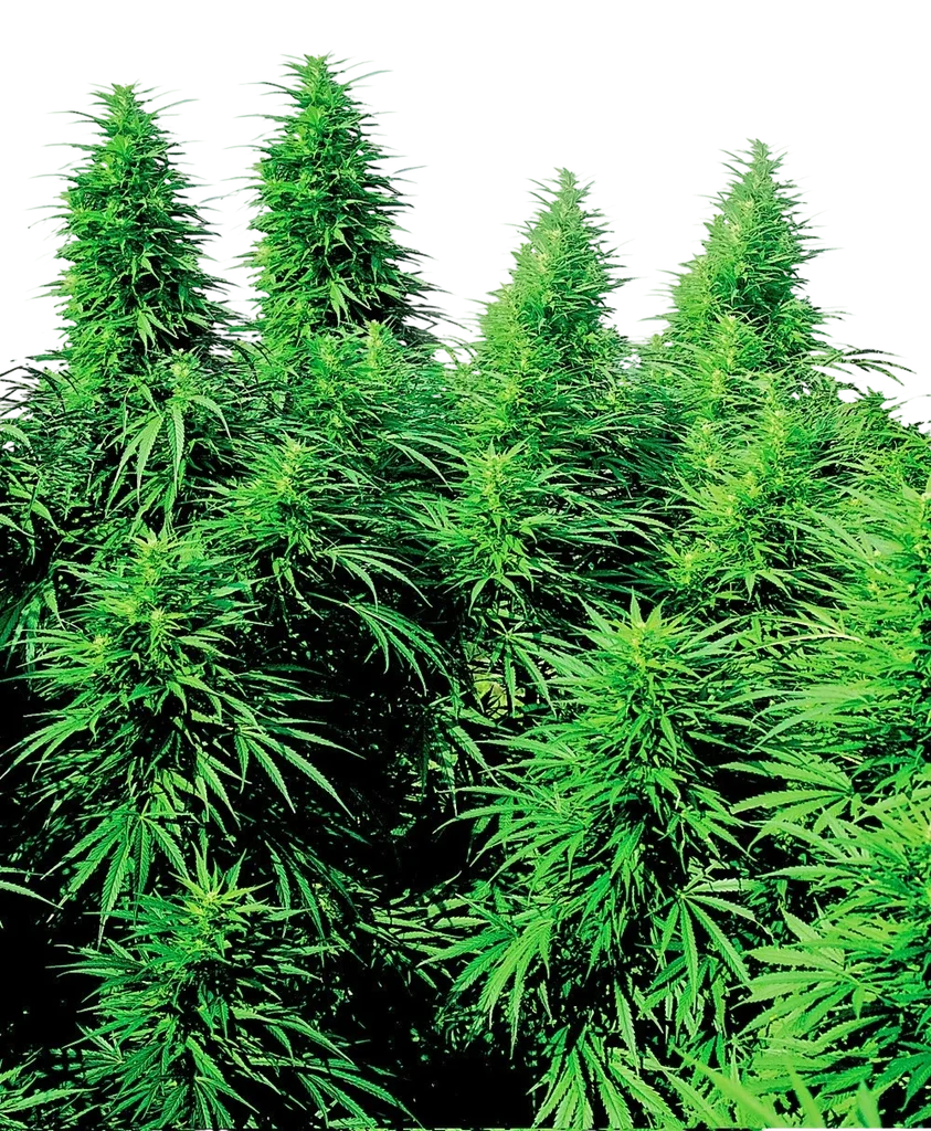 Ruderalis Skunk – Produktansicht