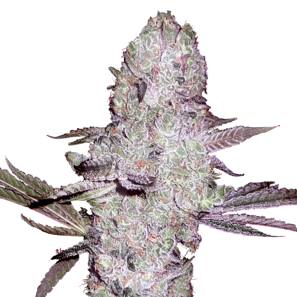 Runtz Bombz | PHOTOFEM | Elev8 Seeds
