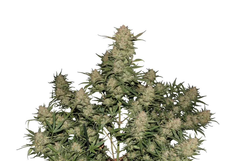 Original OG Kush Auto | AUTOFEM | Fast Buds