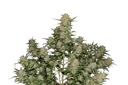 Original OG Kush Auto | AUTOFEM | Fast Buds