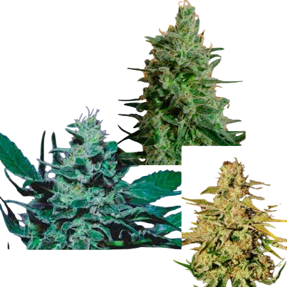 Sativa Champion Pack | PHOTOFEM | Paradise Seeds