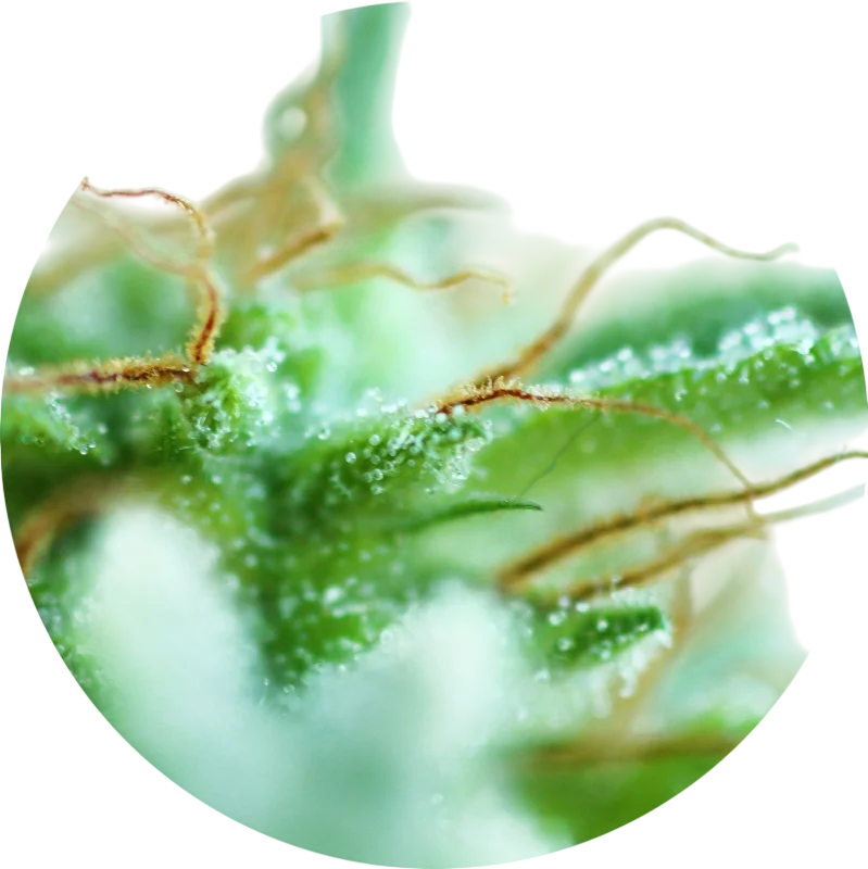 Sativa Mix – Produktansicht