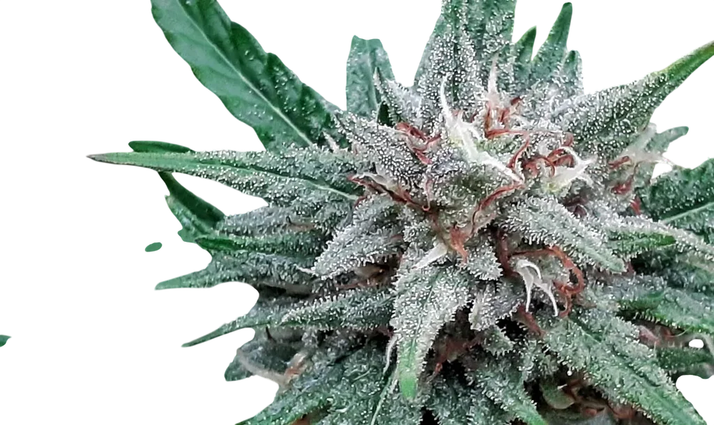 Sativa Samadhi – Produktansicht