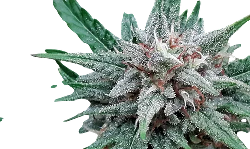 Sativa Samadhi
