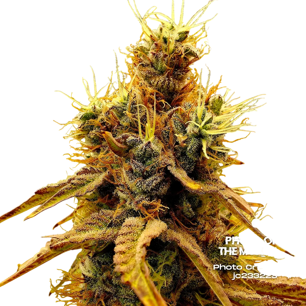 Scat Queen | PHOTOFEM | Elev8 Seeds