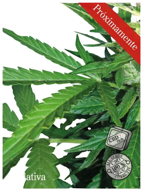 Sedativa CBDV:CBD – Produktansicht