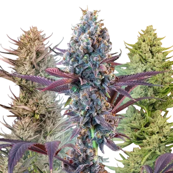 MegaMix Auto | AUTOFEM | Seedsman