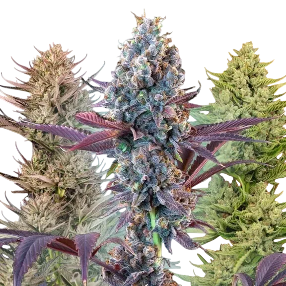 MegaMix Auto | AUTOFEM | Seedsman