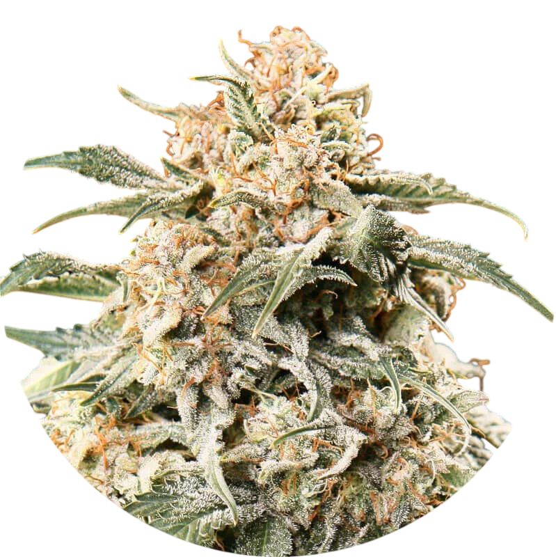 Semi Mix Auto – Produktansicht
