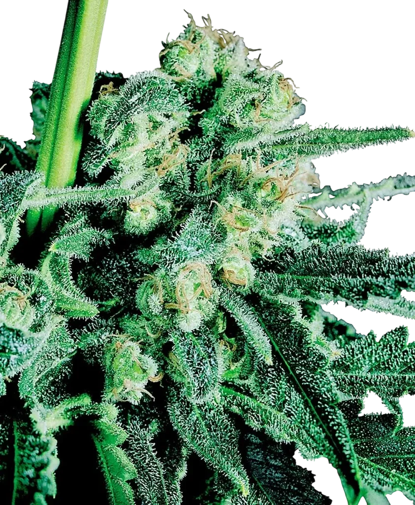 Sensi Skunk – Produktansicht