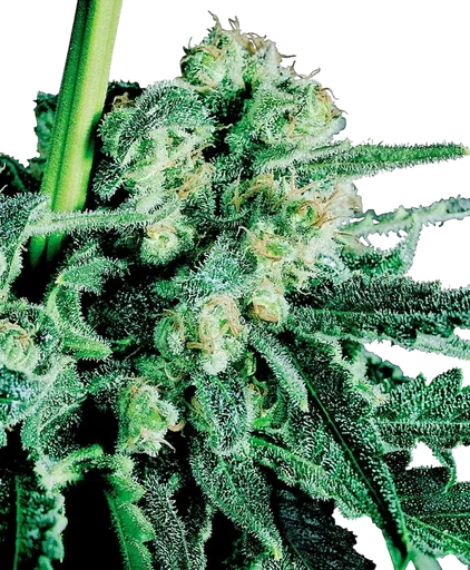 Sensi Skunk