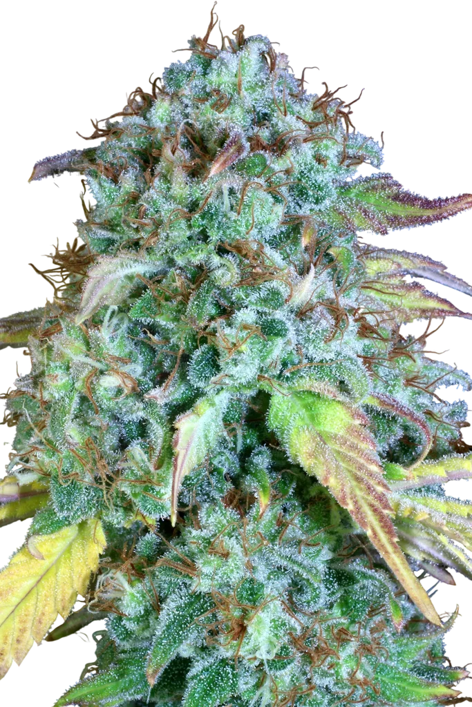 Serious Happiness | PHOTOREG | Serious Seeds