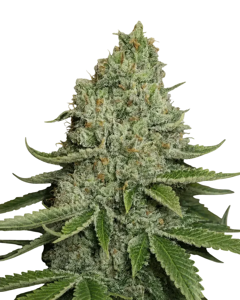 SFV OG Kush – Produktansicht