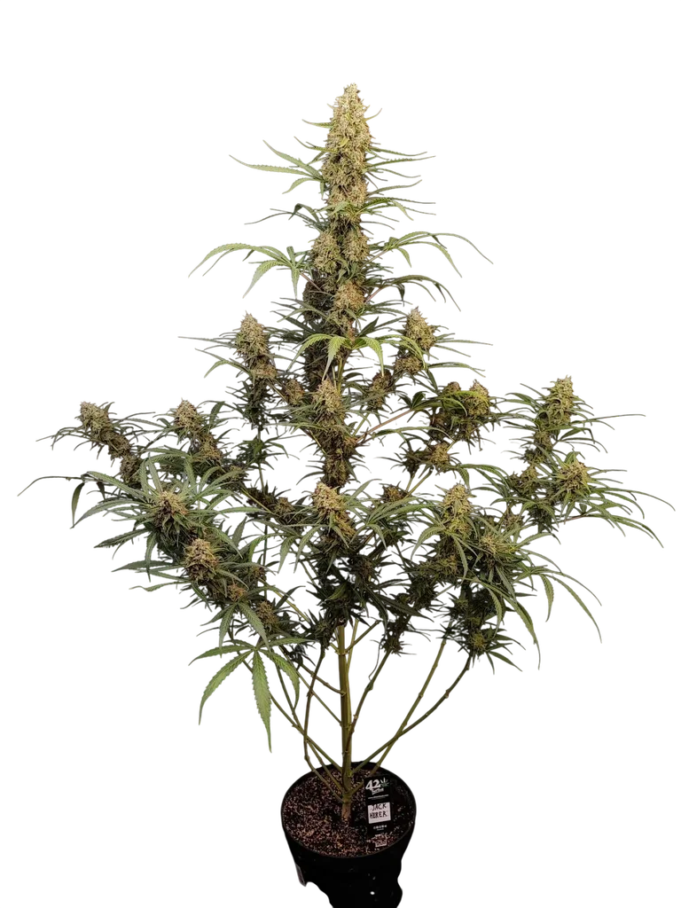 Original Jack Herer Auto – Produktansicht