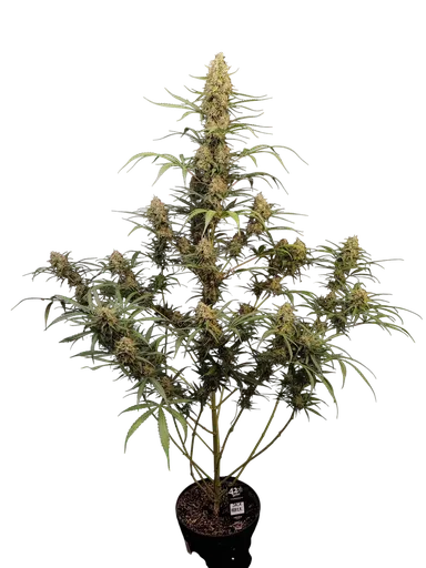 Original Jack Herer Auto
