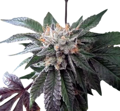 Shiatsu Kush – Produktansicht