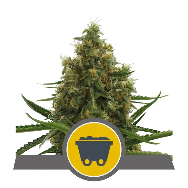 Shining Silver Haze – Produktansicht