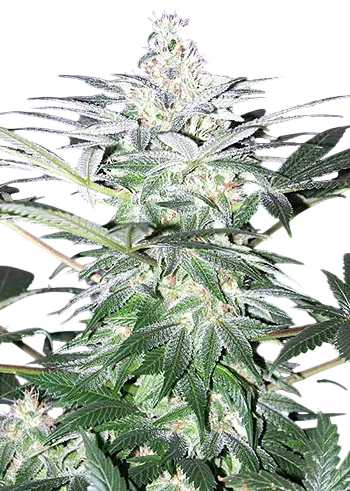 Shit | PHOTOREG | Mr. Nice Seedbank
