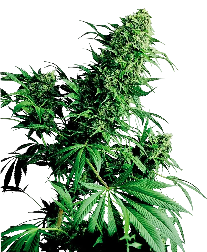 Shiva Shanti – Produktansicht