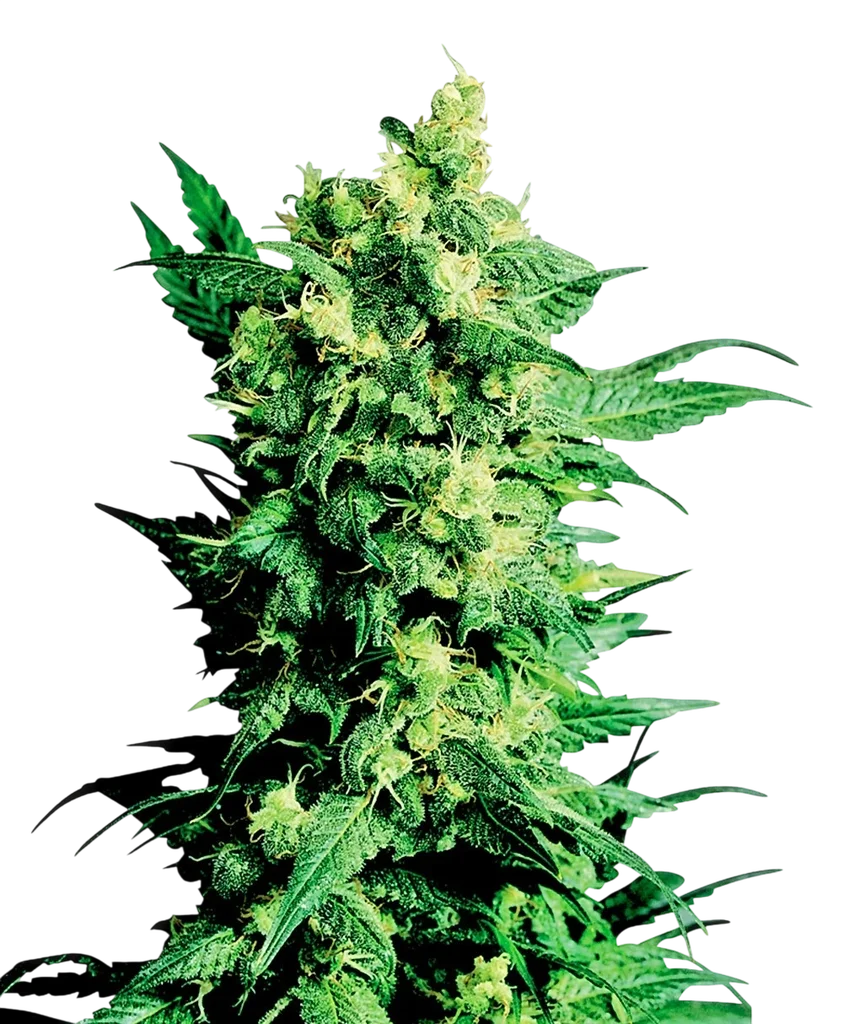 Shiva Shanti II – Produktansicht