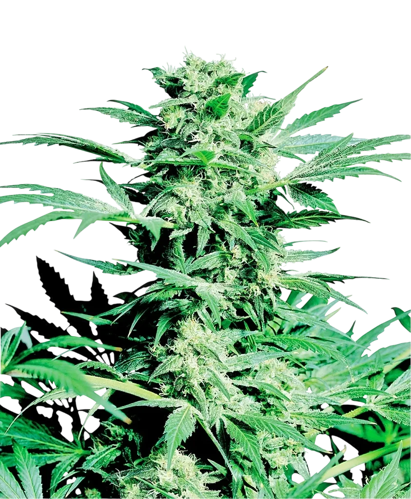 Shiva Skunk – Produktansicht
