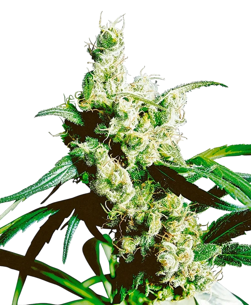 Silver Haze – Produktansicht