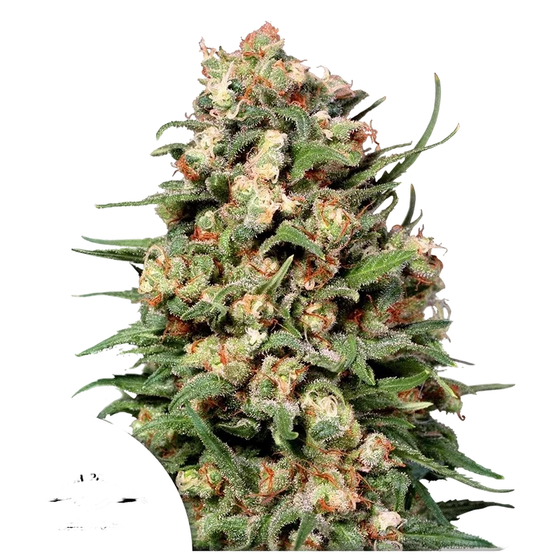 Skunk #1 – Produktansicht