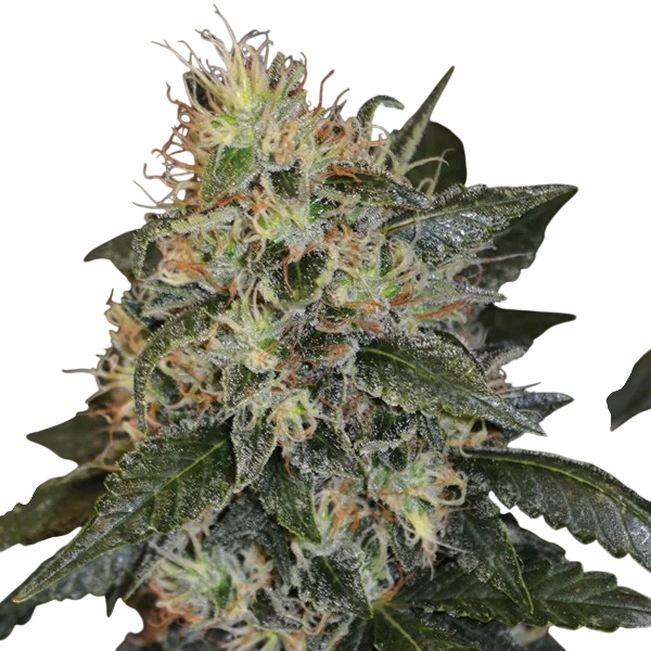 Skunk #1 – Produktansicht