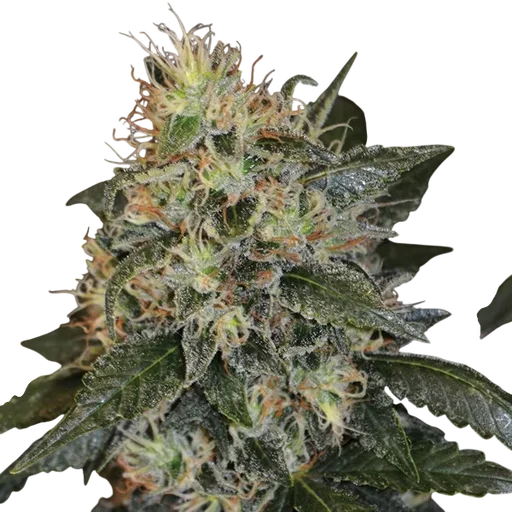 Skunk #1