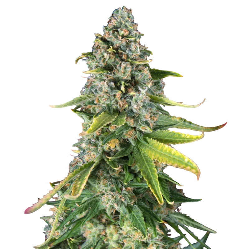 Skunk #1 – Produktansicht